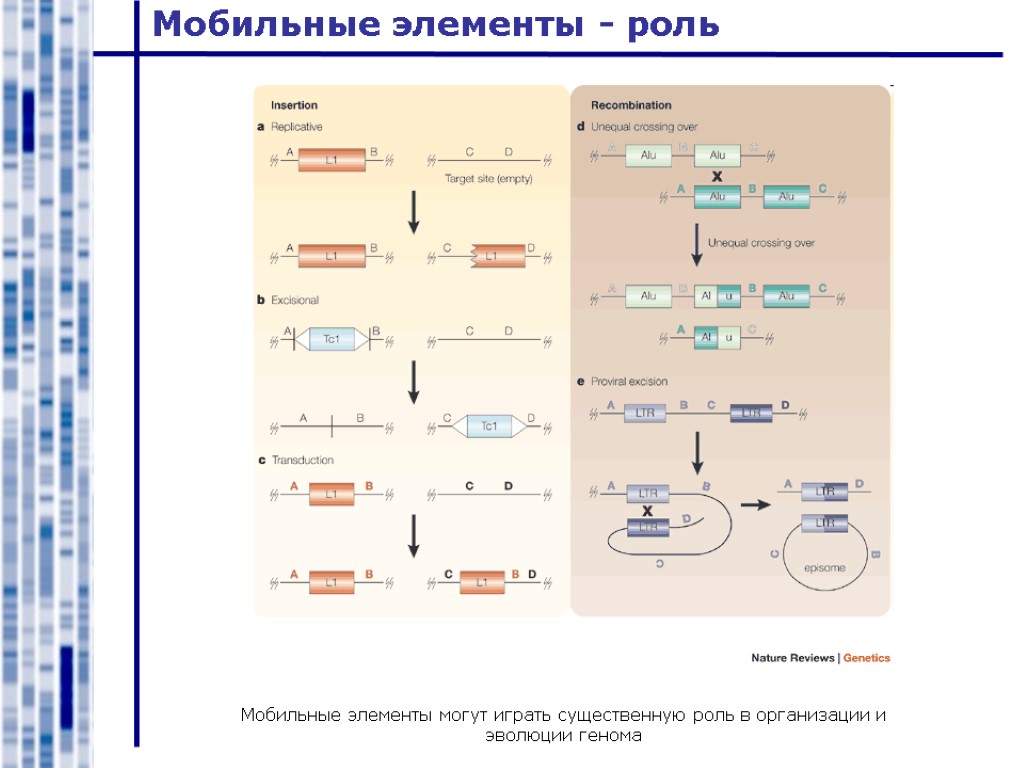 Мобильные элементы - роль Мобильные элементы могут играть существенную роль в организации и эволюции